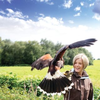 Have a great day out at the Cheshire Falconry